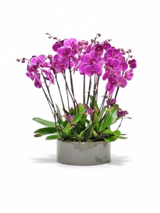 12 standard-sized orchids The Bright Orchid Gift .
