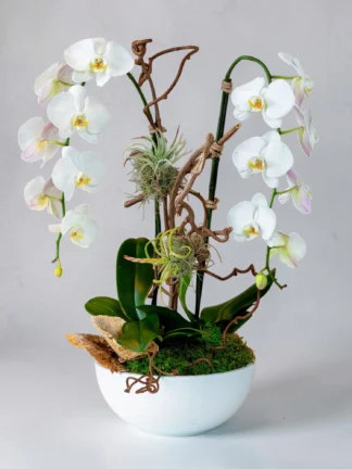 Harmony buy orchids Coral springs