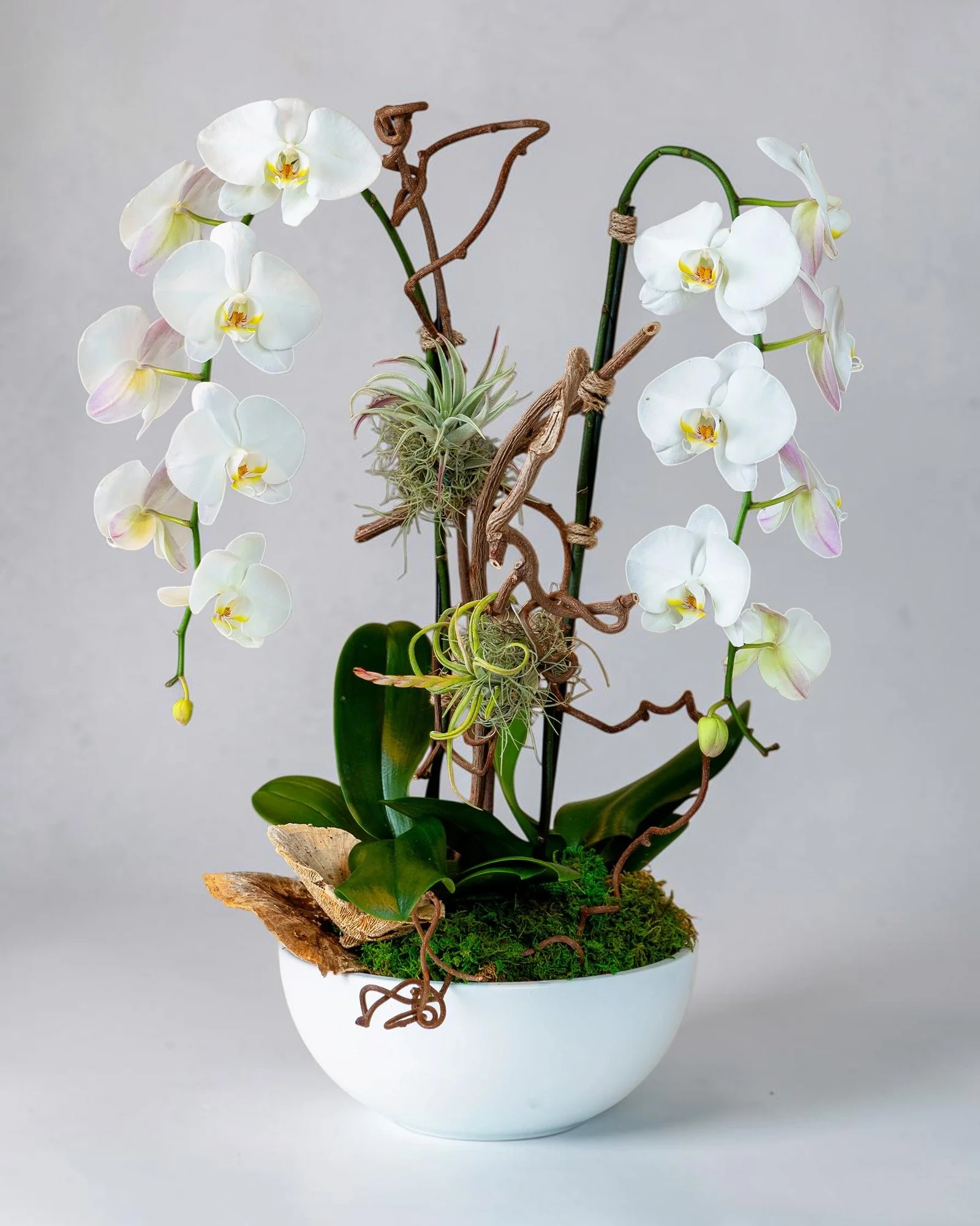 Harmony buy orchids Coral springs