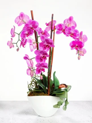 Amethyst Orchid