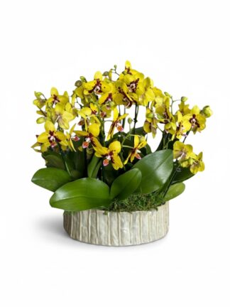 Sun Orchids