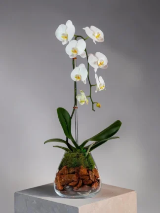 cascading orchids coral springs