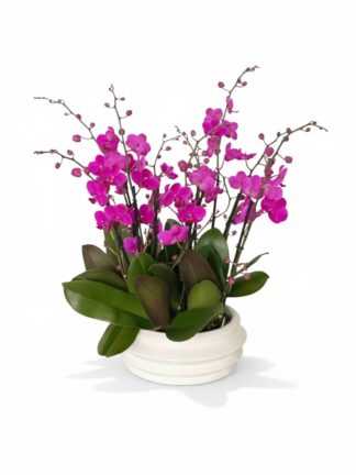juicy petals