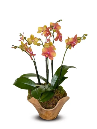 miracle coral springs orchid