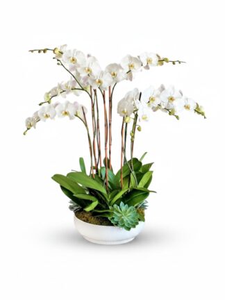 Tara Eight Orchids