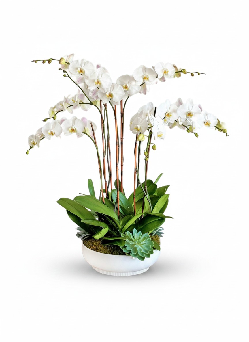 Tara Eight Orchids