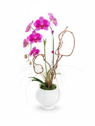 viola orchid coral springs