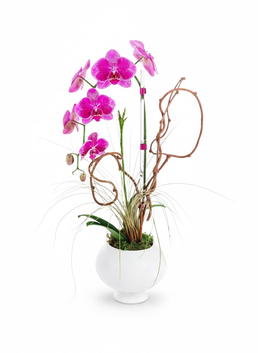 viola orchid coral springs