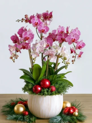 Festive Pink Orchid