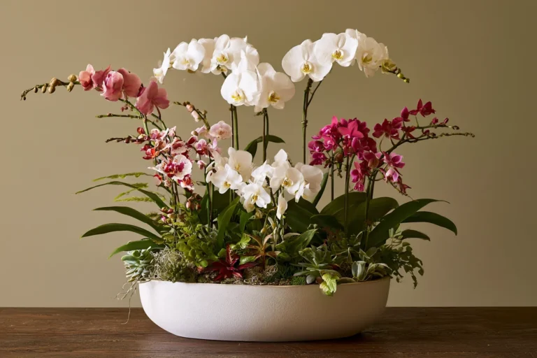 Orchid Plants in Coral Springs: Lasting Beauty for Home and Gift