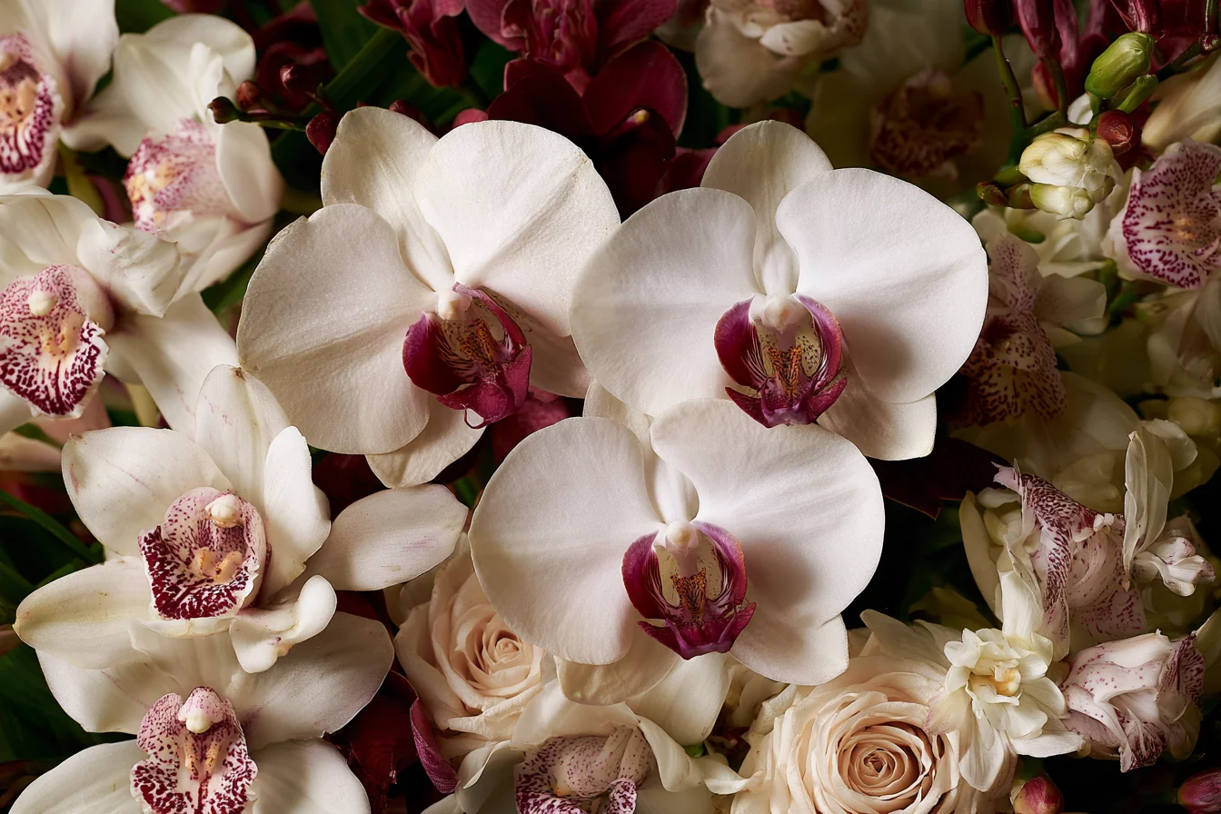 Orchids